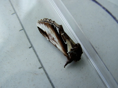 Lesser Swallow Prominent